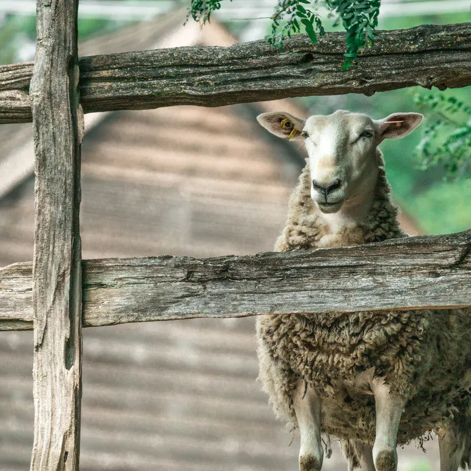 Reintroducing hello baabs: Bold Jewelry, Bright Energy, and a Community That Shines